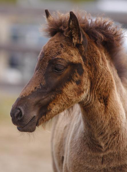 Njola von Heidmoor e.jpg